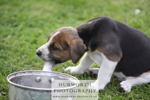 Hurworth Hound Pups 036