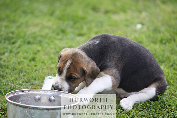 Hurworth Hound Pups 037