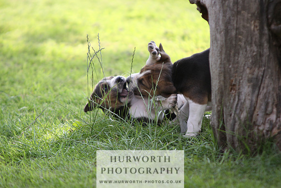 Hurworth Hound Pups 050