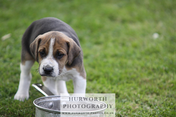 Hurworth Hound Pups 040