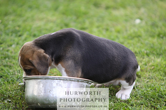 Hurworth Hound Pups 038