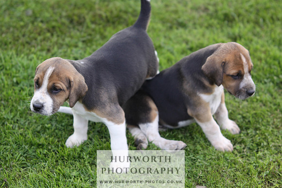 Hurworth Hound Pups 041