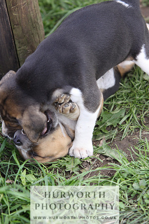 Hurworth Hound Pups 042
