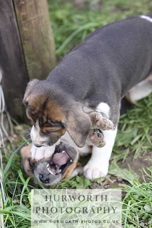 Hurworth Hound Pups 043