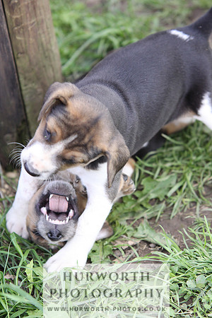 Hurworth Hound Pups 044