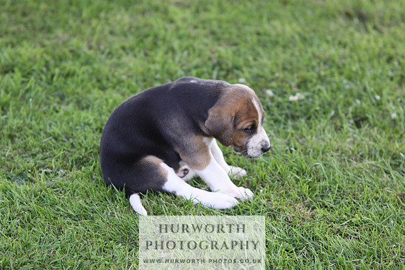 Hurworth Hound Pups 045