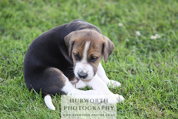 Hurworth Hound Pups 046