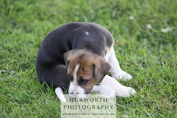 Hurworth Hound Pups 047