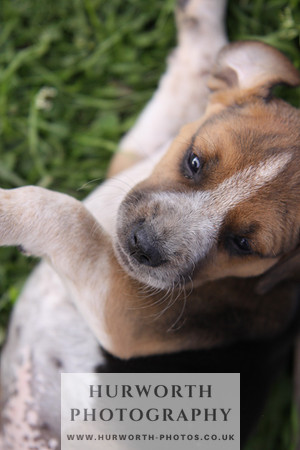 Hurworth Hound Pups 048