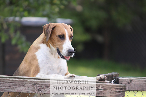 Hurworth Hound Pups 049