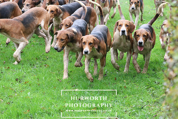 Hurworth Hunt 443