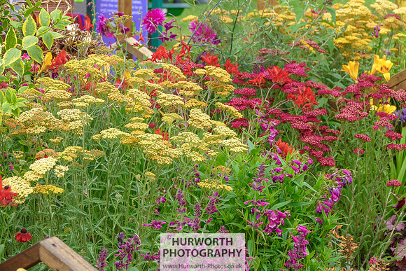 2015 RHS Tatton -63