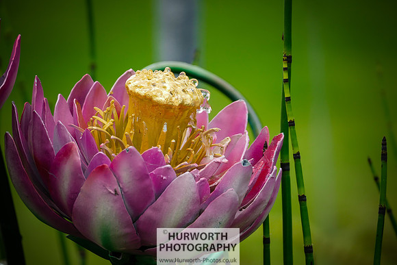 2015 RHS Tatton -64