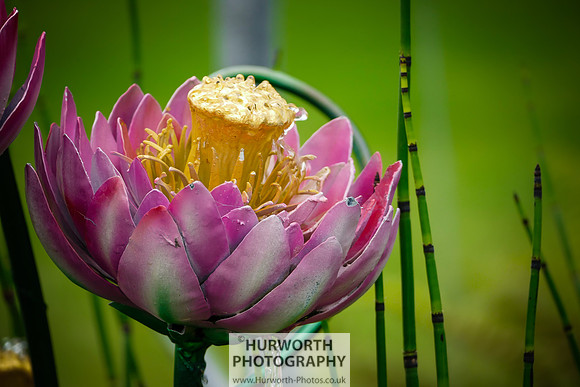 2015 RHS Tatton -65