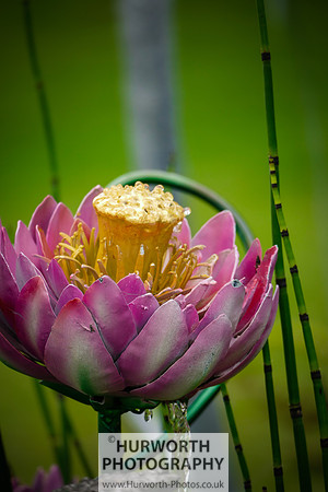 2015 RHS Tatton -66