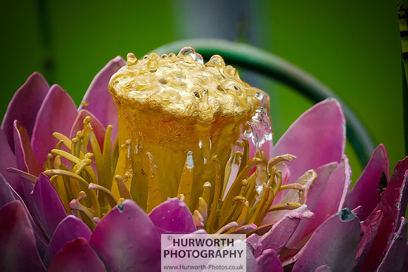 2015 RHS Tatton -67