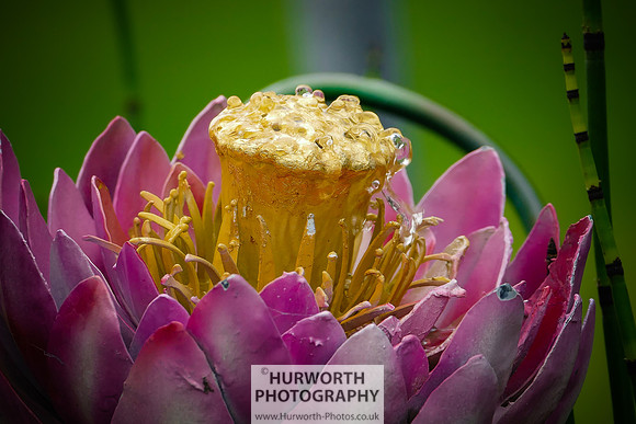 2015 RHS Tatton -68