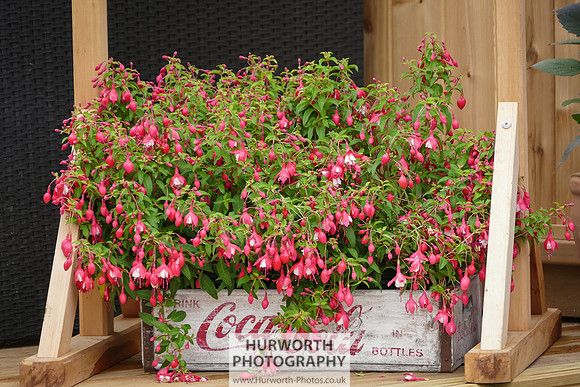 2015 RHS Tatton -75