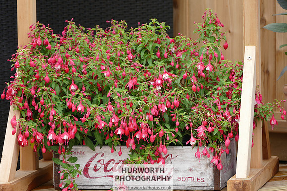 2015 RHS Tatton -76