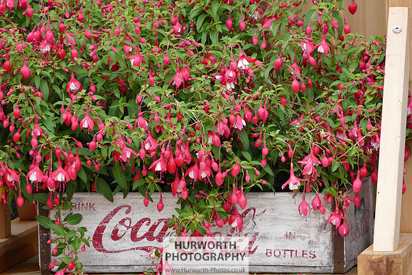 2015 RHS Tatton -77