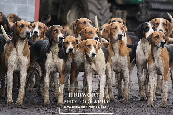 Eager Old English Hounds of the Hurworth Hunt