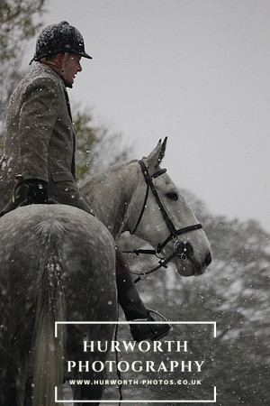 Grey horse in a blizard