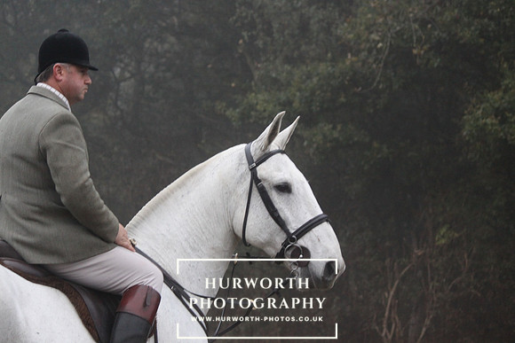 Grey horse on point