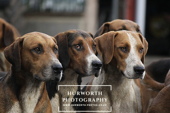 Old English Hound Portraits