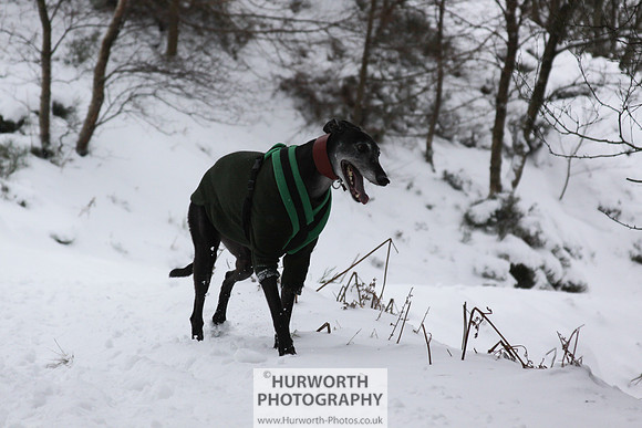 Snow 044