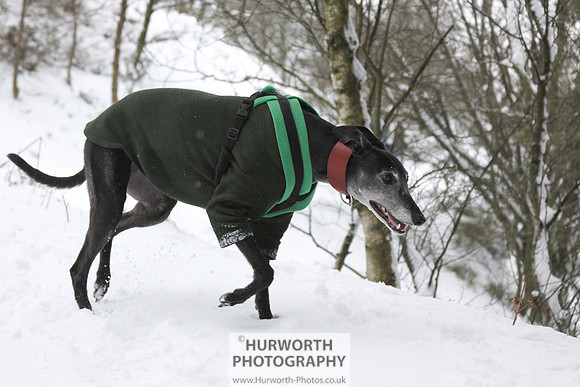 Snow 046