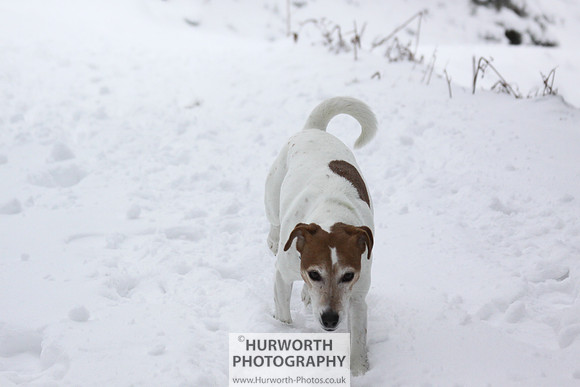 Snow 052