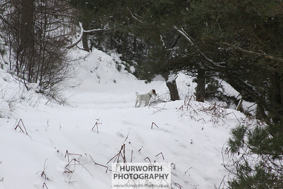 Snow 053