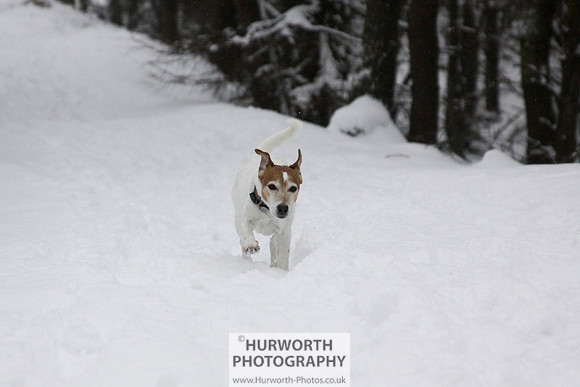 Snow 061