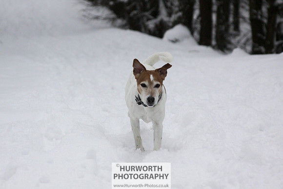 Snow 063