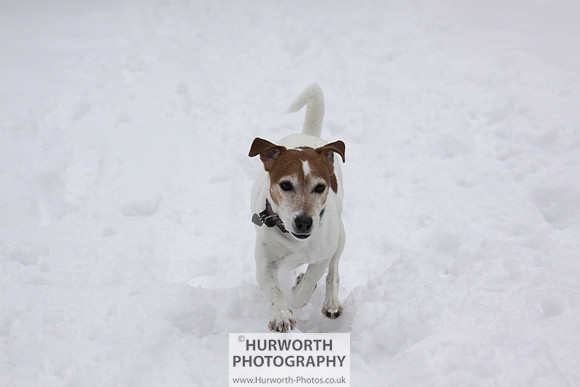 Snow 066