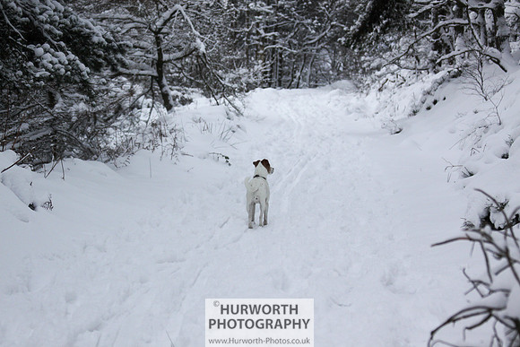 Snow 069