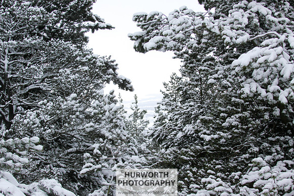 Snow 083