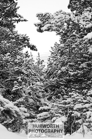 Snow 085