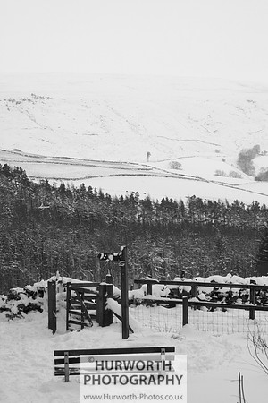 Snow 090