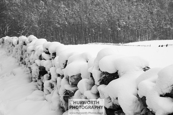 Snow 099