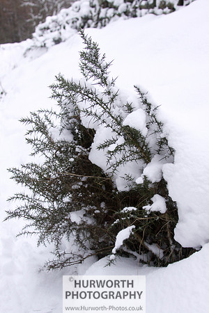 Snow 113