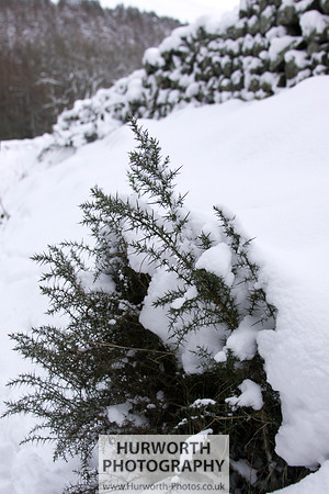 Snow 114