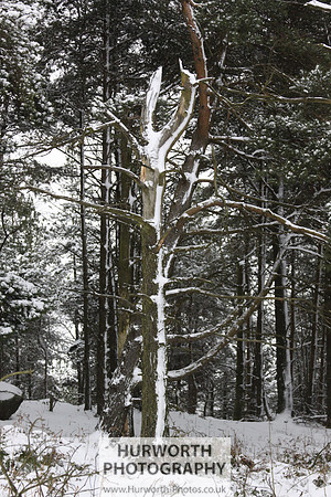 Snow 001