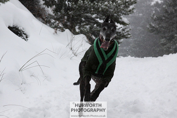Snow 003