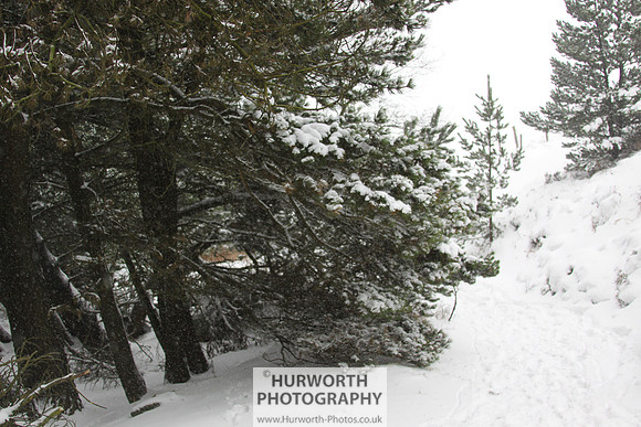 Snow 006