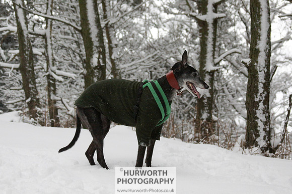 Snow 013