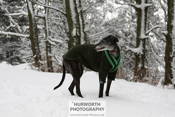 Snow 014