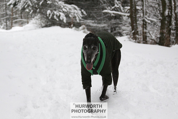 Snow 015