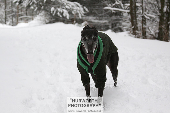 Snow 016