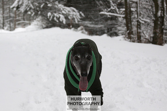 Snow 017
